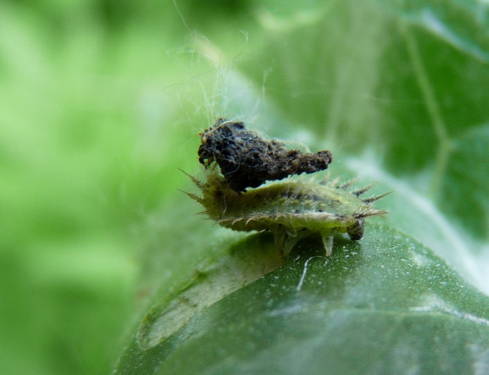 larva coperta di escrementi: Cassida